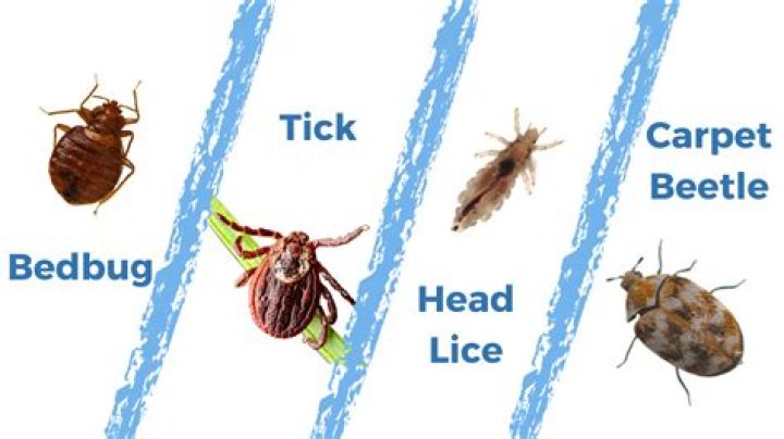 A flea is very small, but can jump very high. For example, a flea that is 1/8 inch tall can jump 12